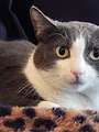 Hell's Cat : mon chat est un cauchemar