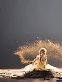 La Femme sans ombre