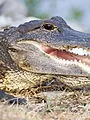 Destination Wild : Floride