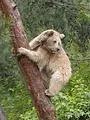 Les animaux guérisseurs