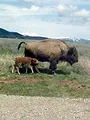 Bisons, les doux géants du Montana