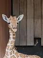 Naissances extraordinaires au zoo