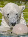 Des zoos nouvelle génération