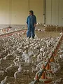 Poulet mania