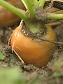 Les potagers de Julie