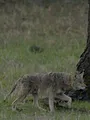 Destination Wild : USA