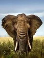 Kenya : les gardiens de la savane