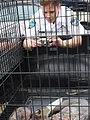 Animal Cops