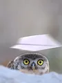 Zotte dieren