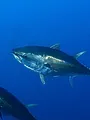 Fish Forever