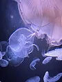 Méduses : Les souveraines des océans