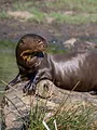 Dora, la jeune loutre géante