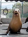 Sharks Attack !