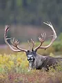 Wild Alaska - de laatste wildernis