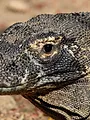 Dragons de Komodo