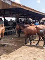 Roumanie : les marchés aux chevaux contestés