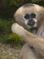Une saison au zoo