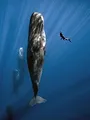 Mon amie la baleine