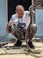Snakes in the City