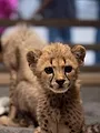 Au coeur du zoo le plus beau du monde