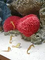 Les rois des aquariums