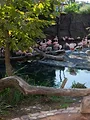 Elefant, Tiger & Kids