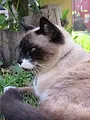 Hell's Cats