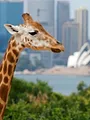 Inside Taronga Zoo