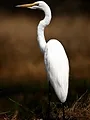 La rivière fantôme d'Afrique