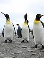 Zotte dieren