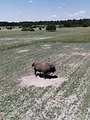 L'Europe à la reconquête de la biodiversité