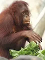Au coeur du zoo : Tampa