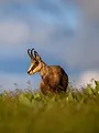 Chasses à sensations