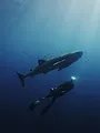 Les animaux disparus