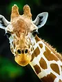 Une saison au zoo