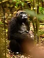 Gorilla gorilla gorilla