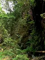 Escarabajo verde