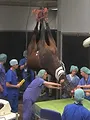 Dierendokters 24/7