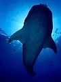 Les géants marins des Açores