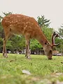 Urbana animalis