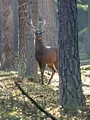 Cuisine de chasseur