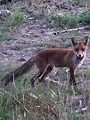 Orléans, une forêt d'exception