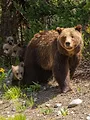 Grand Teton, la reine des Grizzlys