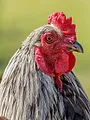 Super poulet