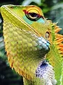 Traqueur de serpents