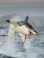 Morsures de requin : les dents de la mort