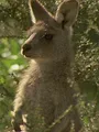 Tierdetektive S1 E1