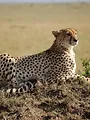 Une saison au zoo