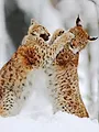 La forêt des lynx