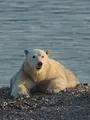 A la poursuite du morse (avec un photographe têtu !)